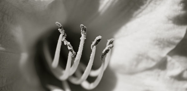 Macro shot of flower