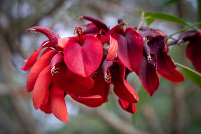 Close-up of red flowering plant