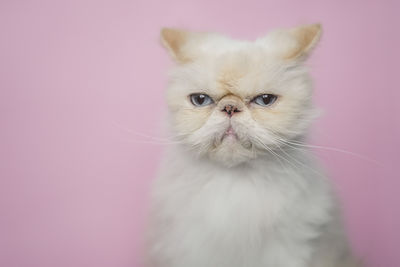 Close-up portrait of a cat