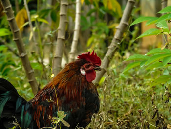 Close-up of a rooster on field