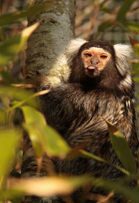 Close-up of marmoset sticking out tongue