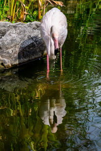 Duck drinking water in a lake