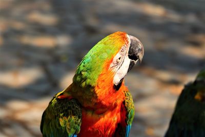 Close-up of parrot perching