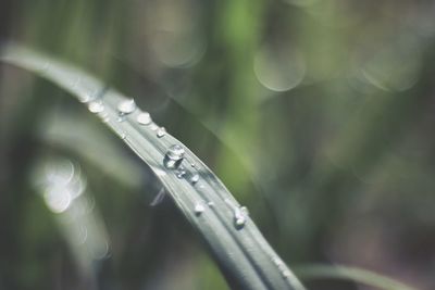 Close-up of water drops on leaf