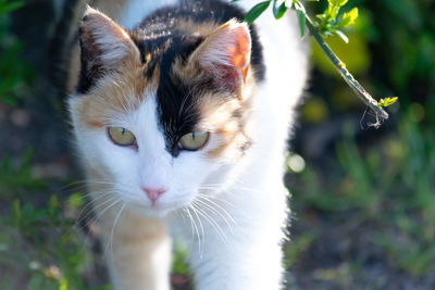 Close-up portrait of a cat