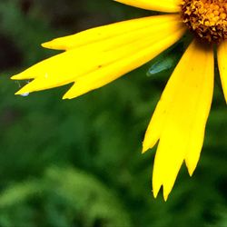 Close-up of yellow flower