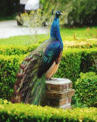 Peacock perching on a field