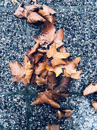 High angle view of maple leaves fallen on water during autumn