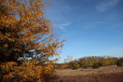 Trees on field against sky during autumn