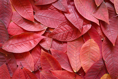 Background of fallen autumn red leaves of cherry