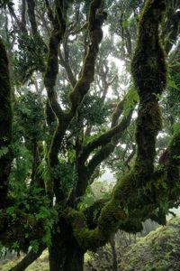 Low angle view of trees in forest