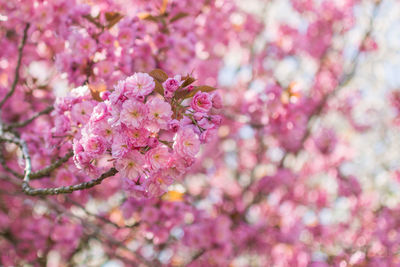 Close-up of pink cherry blossoms in spring