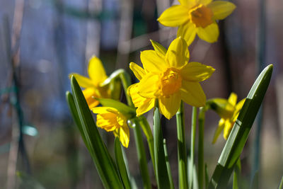 Close-up of yellow flowering plant