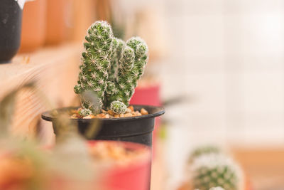 Close-up of potted plant