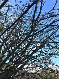 Low angle view of tree against clear sky