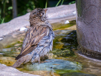 Close-up of sparrow perching in water feature bathing 
