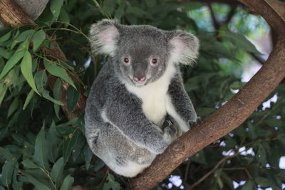 A cute australian marsupial koala sitting in an eucalyptus bluegum tree. australia