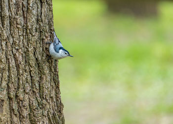 Bird perching on tree trunk