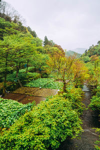 Plants growing by lake against sky