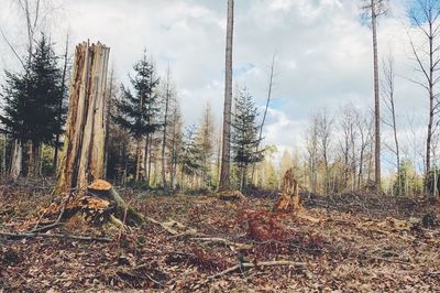 Panoramic shot of trees on field against sky