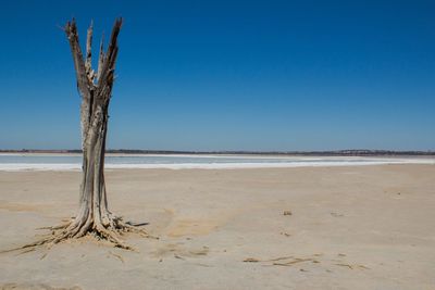 Bare trees at beach against sky