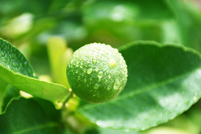 Green lemon and drops of water after the rain has a blurred background, lemon background