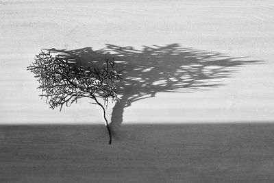 Dead tree on sea shore