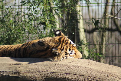 Cat resting in a zoo