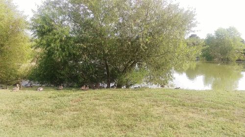 Trees on field by lake