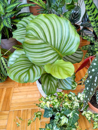 High angle view of vegetables on plant