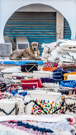 Portrait of a dog sitting on the wall