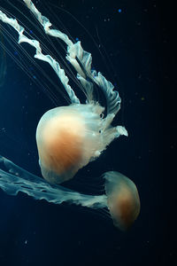 Close-up of jellyfish in sea