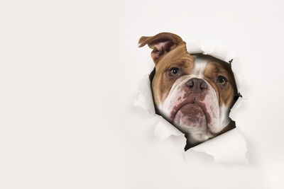 Portrait of dog peeking through paper