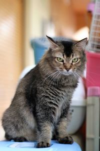 Close-up of cat sitting