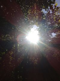 Sunlight streaming through trees in forest