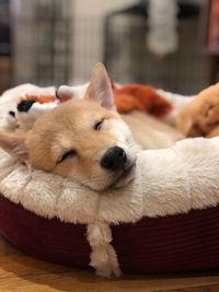 Close-up of dog sleeping
