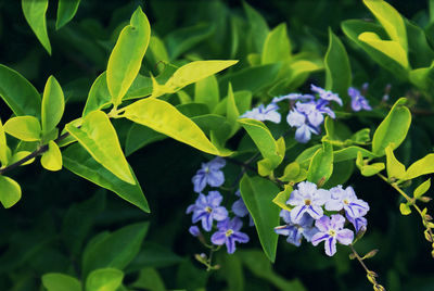 Close-up of purple flowers