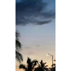 Low angle view of trees against sky