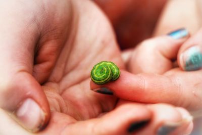 Close-up of hand holding lizard