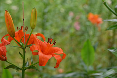 Close-up of orange lily flowering plant