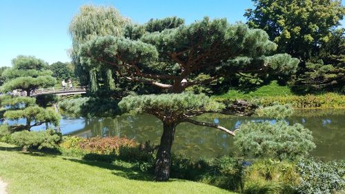 Reflection of trees on water