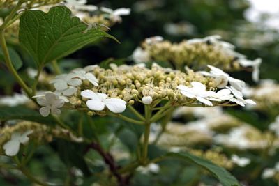 Close-up of white flowers