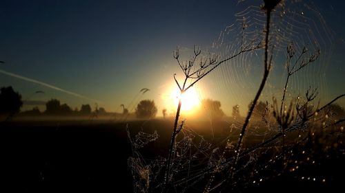 Close-up of spider web on plant against sky during sunset