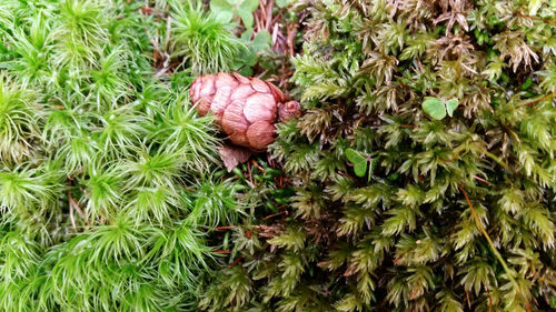 Close-up of plants growing in garden