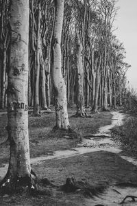 Trees on field in forest