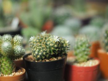 Close-up of potted plant