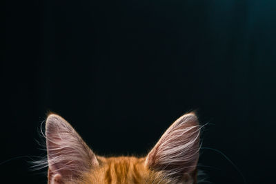 Close-up of cat against black background