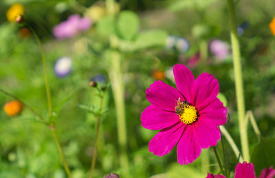 Close-up of pink cosmos flower