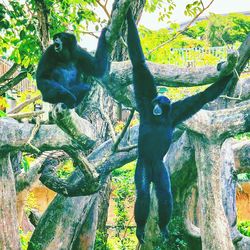 Monkey on tree in forest