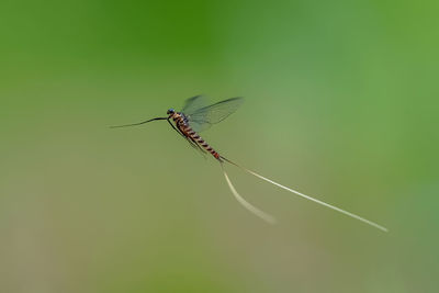 Close-up of insect